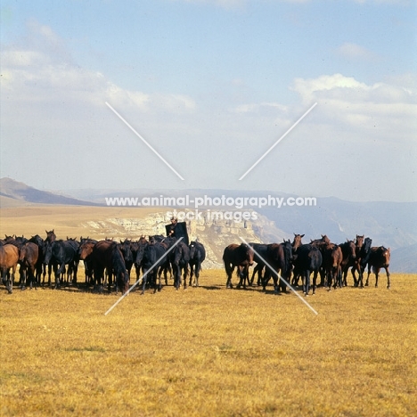 Taboon of Kabardine colts in Caucasus mountains with cossack rider