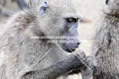 Baboon