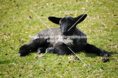 Suffolk cross lamb
