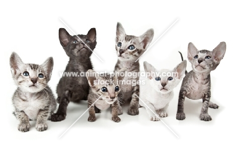 six Peterbald kittens, 40 days old
