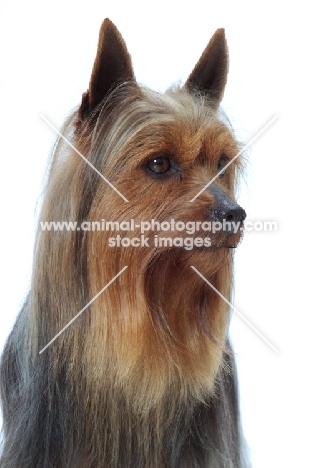 blue and tan Australian Champion Silky Terrier, portrait