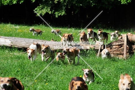 group of English Foxhounds running in field