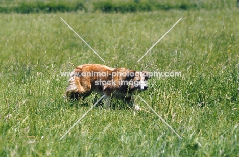 Welsh Sheepdog approaching  sheep