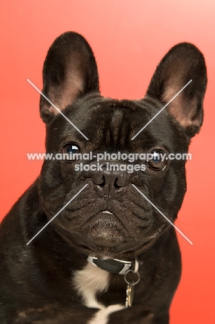 young French Bulldog on red background, looking at camera