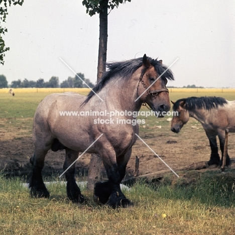 Jupiter de St Trond, Belgian heavy horse horse rubbing on tree, tossing head,