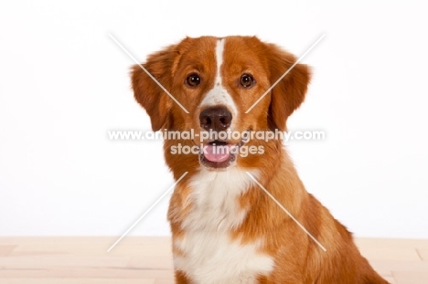 Nova Scotia Duck Tolling Retriever portrait in studio