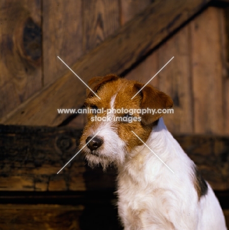 parson russell terrier in front of a barn