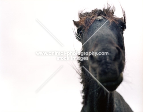 Wild, black and brown Welsh Pony Head and neck 