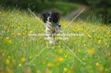 black and white english springer spaniel running in a field full of yellow flowers