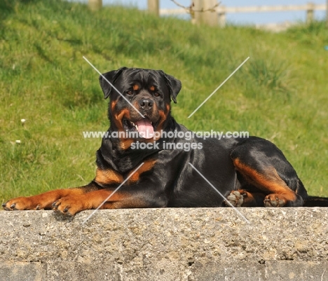 Rottweiler lying down