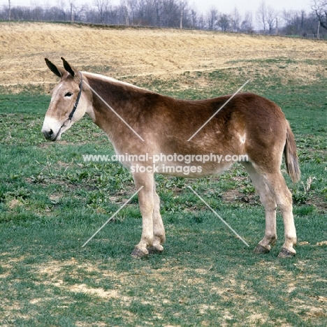 polly, american show mule in indiana usa