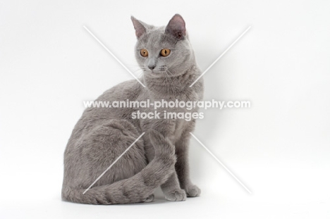 chartreux cat sitting in studio