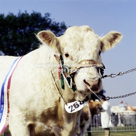 charolais bull at royal show looking at camera