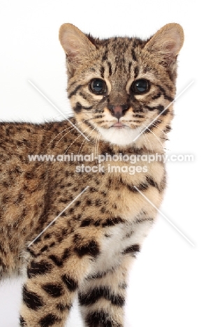 Geoffroy's cat looking at camera, Golden Spotted Tabby