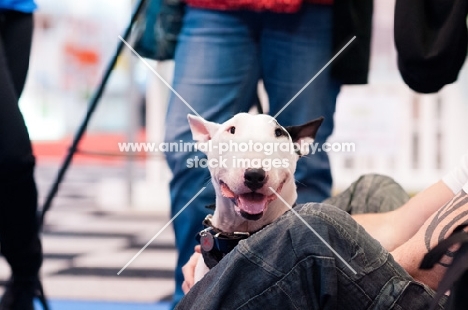 Young Bull Terrier relaxing with owner