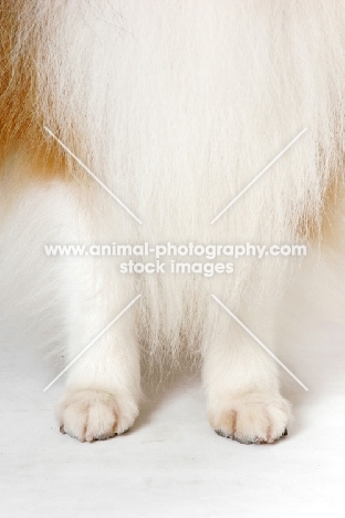 champion Shetland Sheepdog legs