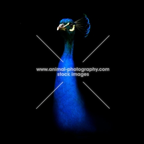 male indian blue peacock portrait