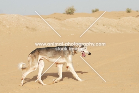 Arabian Saluki in Dubai Desert