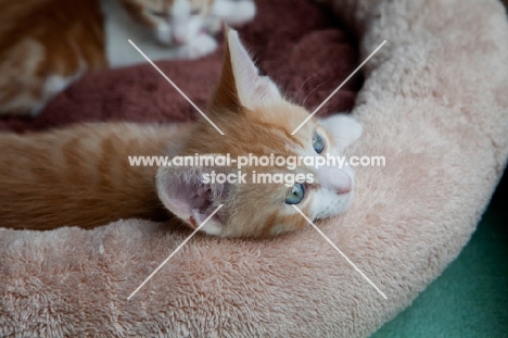Ginger and white kitten in basket