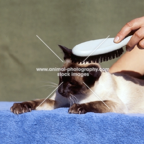seal point siamese cat being brushed