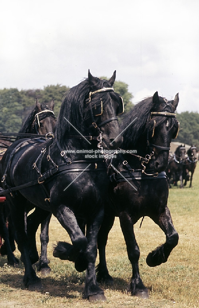 three Friesians in harness,  driving competition at Hague show