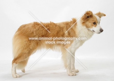 Border Collie on white background