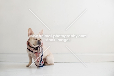 French bulldog in front of white wall wearing scarf with eyes closed.
