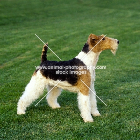 eng/am/ irish ch galsul excellence (reversed, flipped) wire fox terrier standing on grass