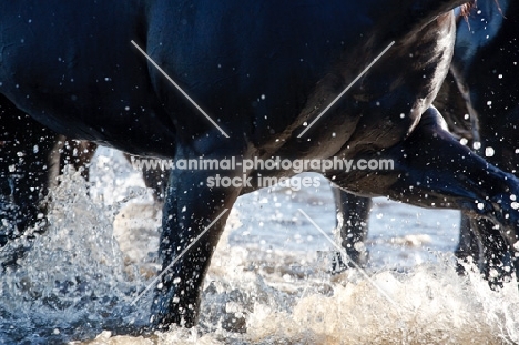quarter horse walking through water, close-up