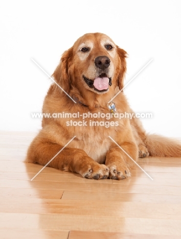 older Golden Retriever on floor