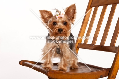 yorkie on chair