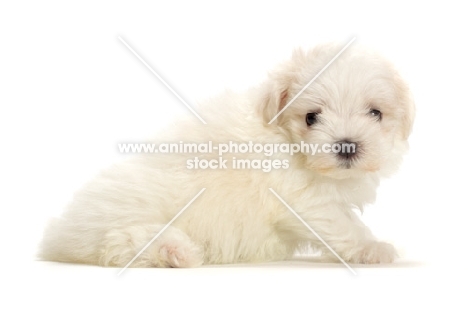 Maltese puppy in studio