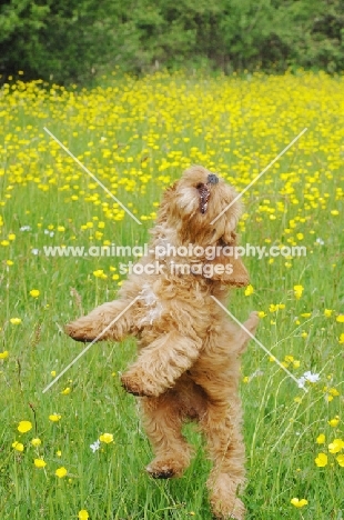 young Cockapoo jumping up