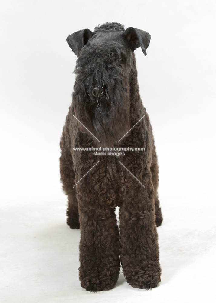 Kerry Blue Terrier front view