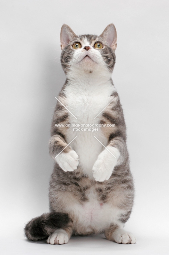 American Wirehair, Blue Mackerel Tabby & White colour, standing up