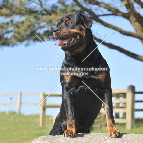 Rottweiler posing