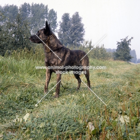 short coated dutch shepherd dog in the countryside