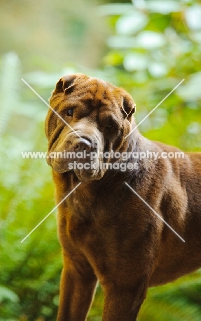 brown Shar Pei