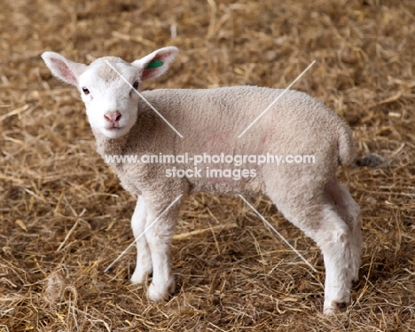 Lamb standing in some hay looking at the camera.