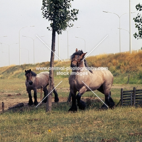 Belgian heavy horse stallion showing off to another