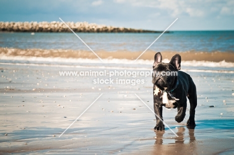 French Bulldog on beach