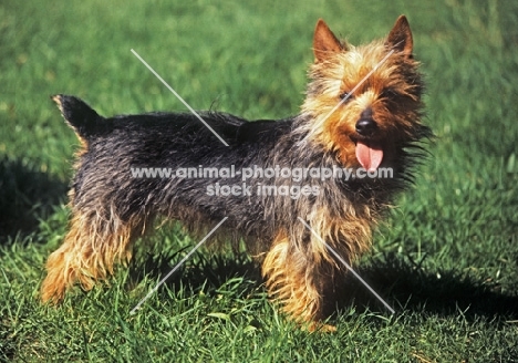 young australian terrier