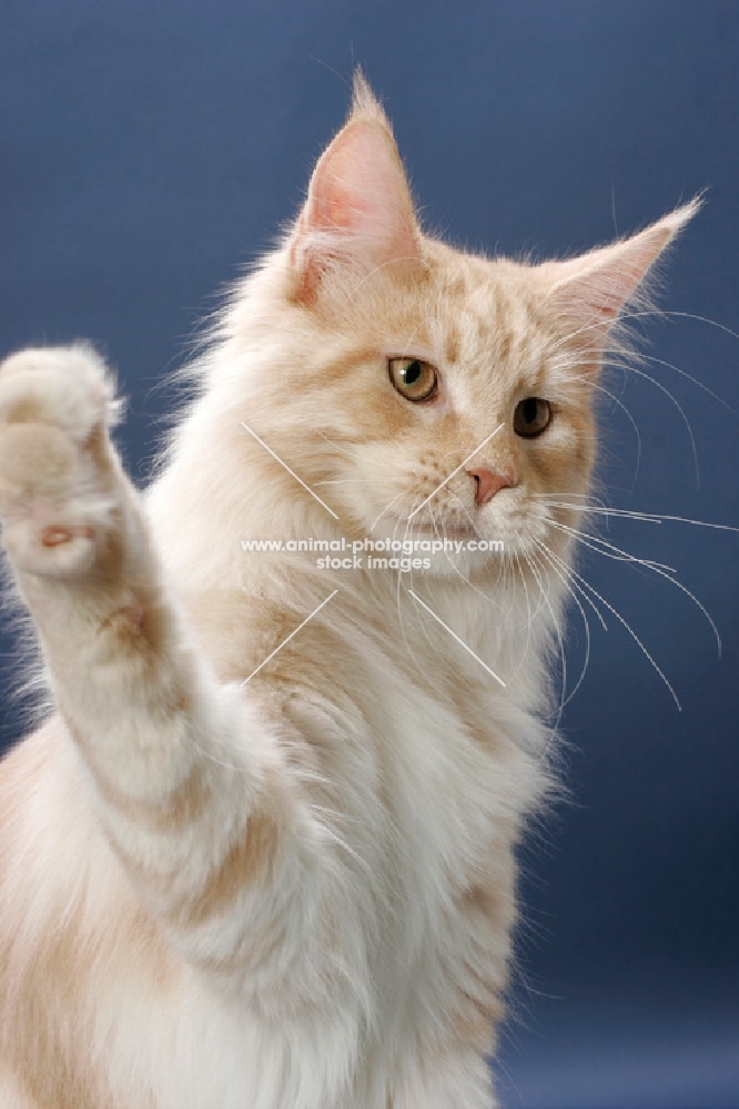 Maine Coon cat, Cream Silver Classic Tabby colour, lashing out