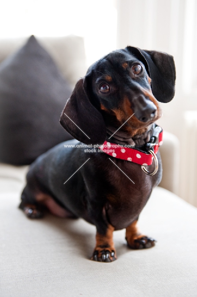 Dachshund sitting on a sofa.