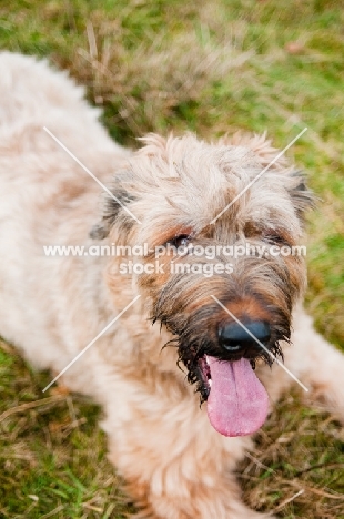 young Briard lying down
