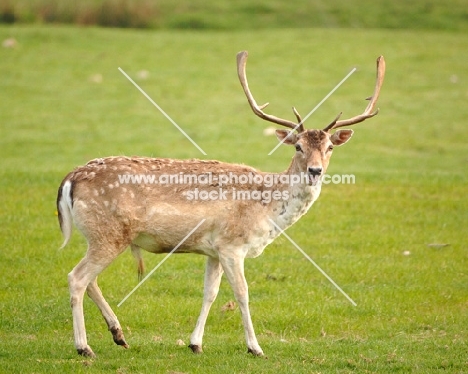 Fallow deer