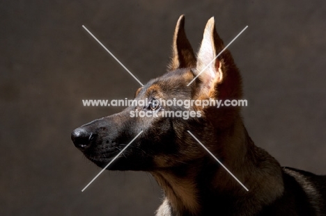 portrait of young german shepherd dog