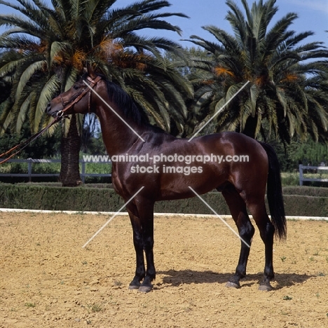 Barb stallion at Meknes