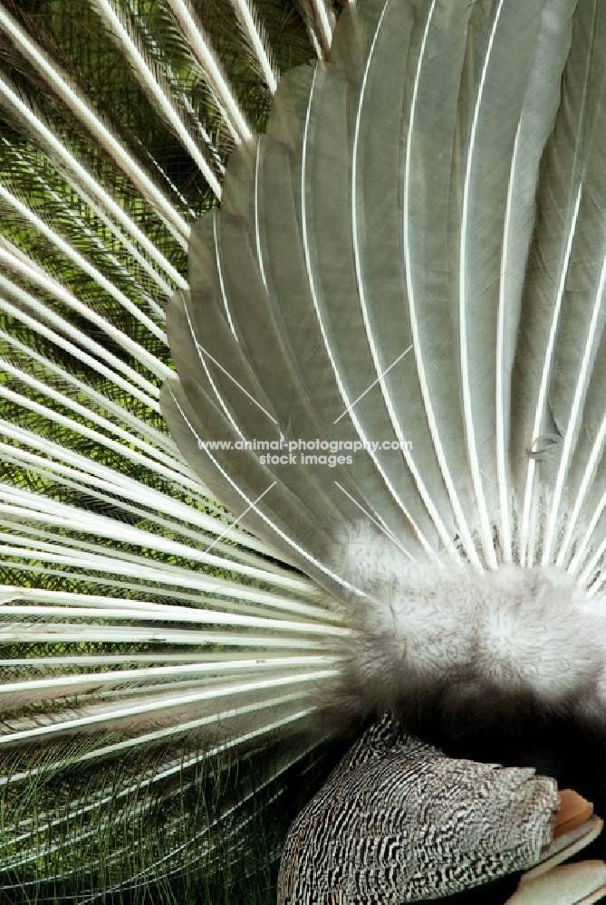 close up of peacocks plumage