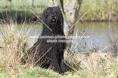 Barbet sitting down